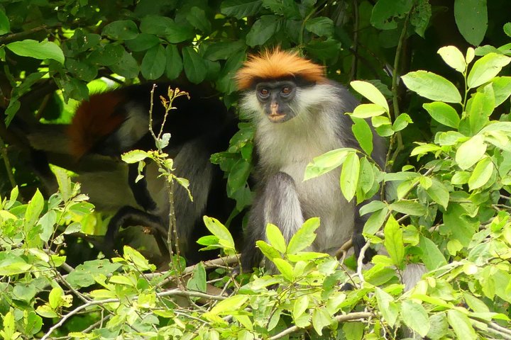 8 Days Safari to Mikumi, Ruaha & Udzungwa Mountains - Image 5