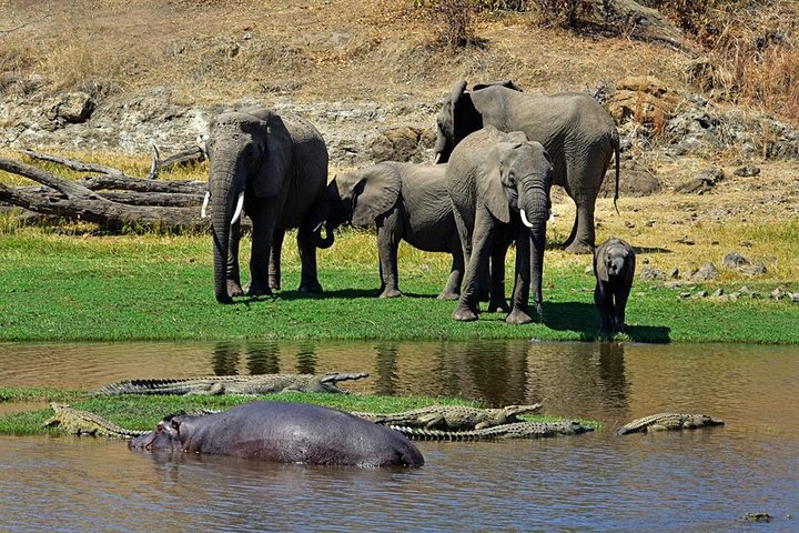 9 Days / 8 Nights Safari to Selous / Ruaha / Mikumi - Image 1