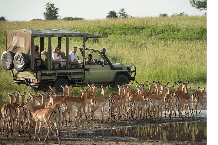 9 Days / 8 Nights Safari to Selous / Ruaha / Mikumi - Image 2