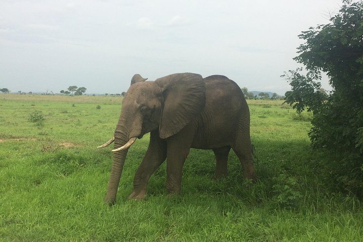 Dar es salaam to mikumi national park day trip - Image 4