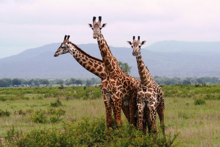 Day Trip in Mikumi National Park - Image 2