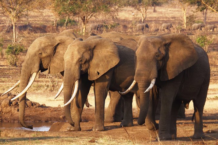 Day Trip in Mikumi National Park - Image 4