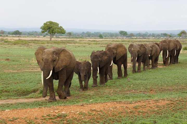 Day Trip in Mikumi National Park - Image 1