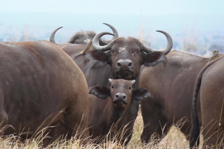 Day Trip in Mikumi National Park - Image 5