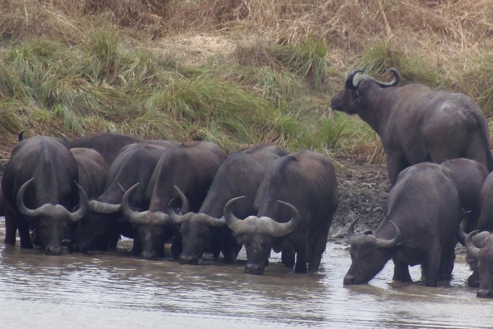 Day Trip in Mikumi National Park - Image 3