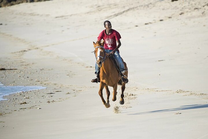 Day Trip to Dar Es Salaam Zoo & Horse Riding Tour - Image 1