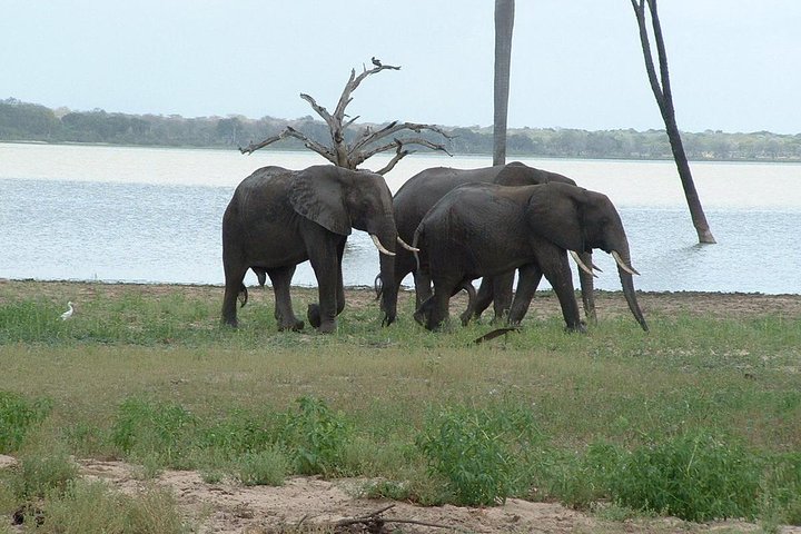 Discover the Wonders of Selous Game Reserve - 4 Days - Image 5