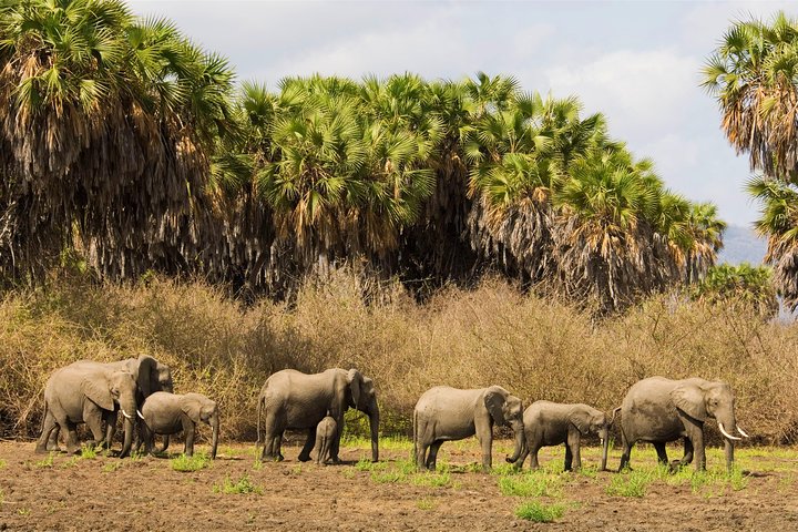 Discover the Wonders of Selous Game Reserve - 4 Days - Image 2