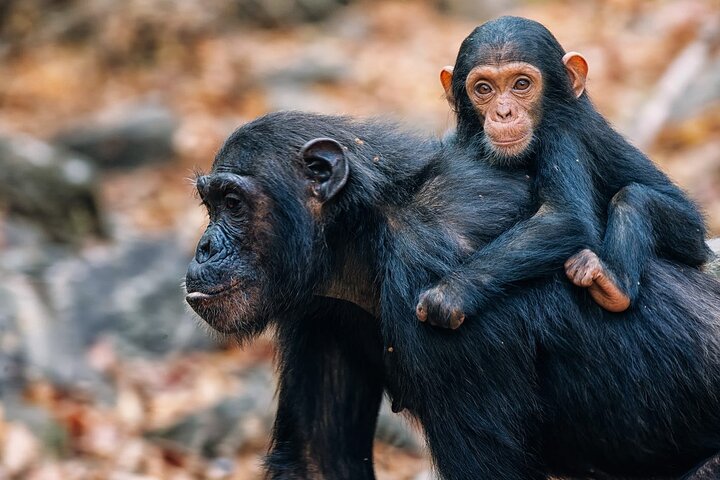 Experience Chimpanzee trekking in Gombe. - Image 3