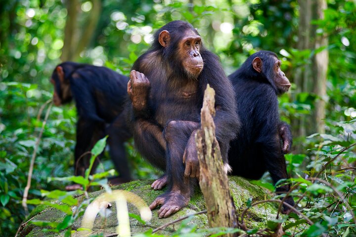 Experience Chimpanzee trekking in Gombe. - Image 1
