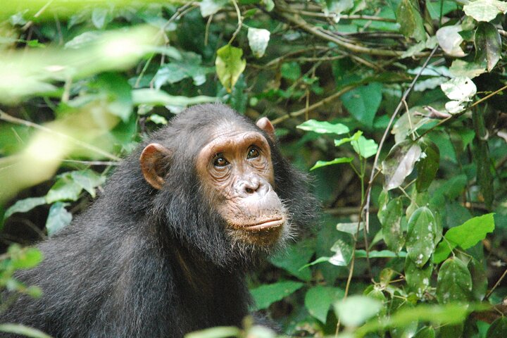 Experience Chimpanzee trekking in Gombe. - Image 2