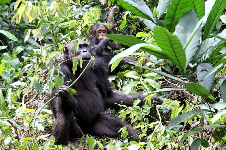 Experience Chimpanzee trekking in Gombe. - Image 4