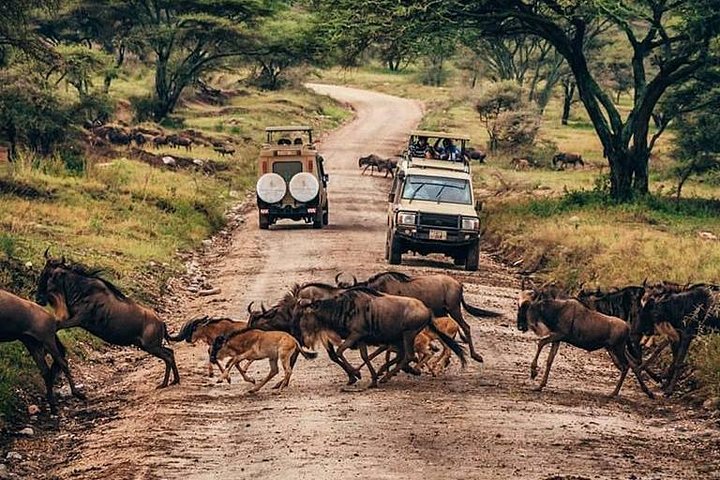 MANYARA & TARANGIRE - 4 Days - Image 3