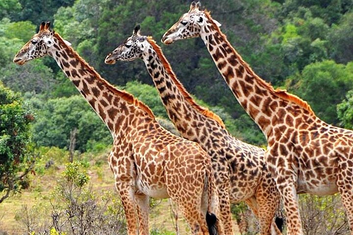 Mikumi National Park 2 Days/ 1 Night - Image 3