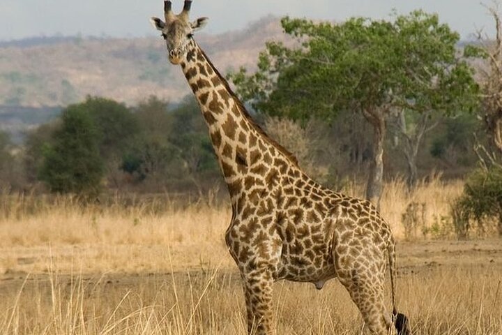 Mikumi National Park 3 Day Tour - Image 5