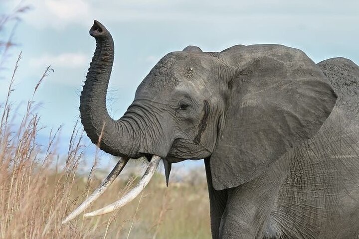 Mikumi National Park 3 Day Tour - Image 3