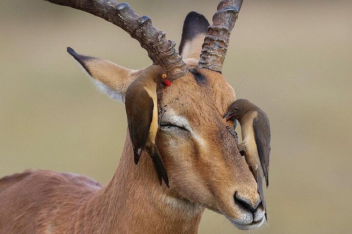 Mikumi National Park 3 Day Tour - Image 1
