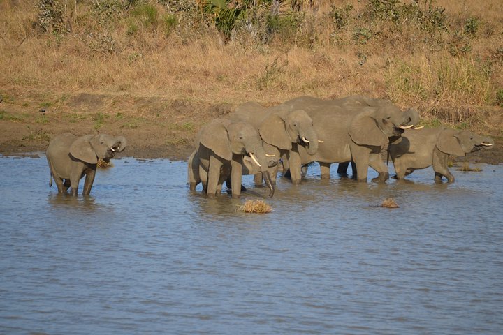 Mikumi National Park Day Trip from Dar es salaam (By road) - Image 4