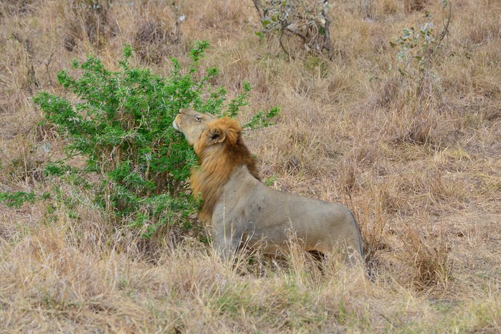 Mikumi National Park Day Trip from Dar es salaam (By road) - Image 3