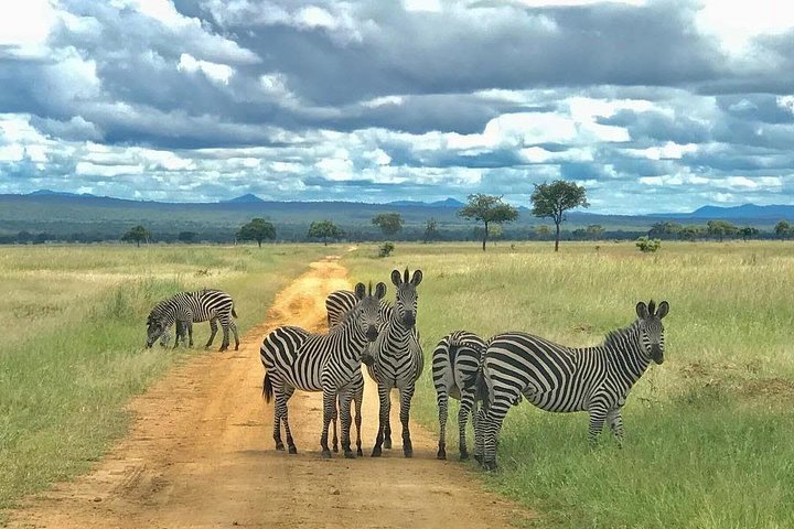  Mikumi National Park - Day trip limited time from Dar es salaam - Image 1