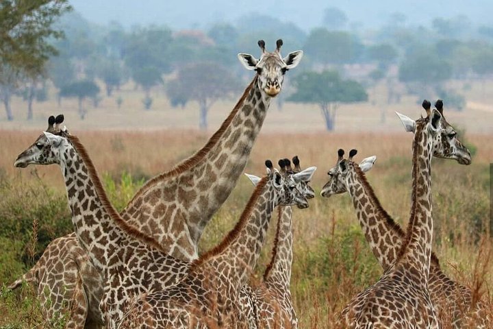 Mikumi National Park - Day trip limited time from Dar es salaam - Image 2