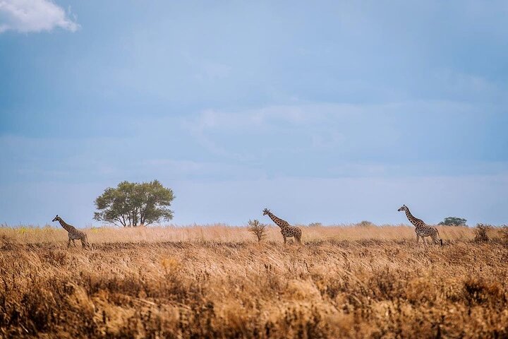 Mikumi National Park: Full-Day Private Tour - Image 3