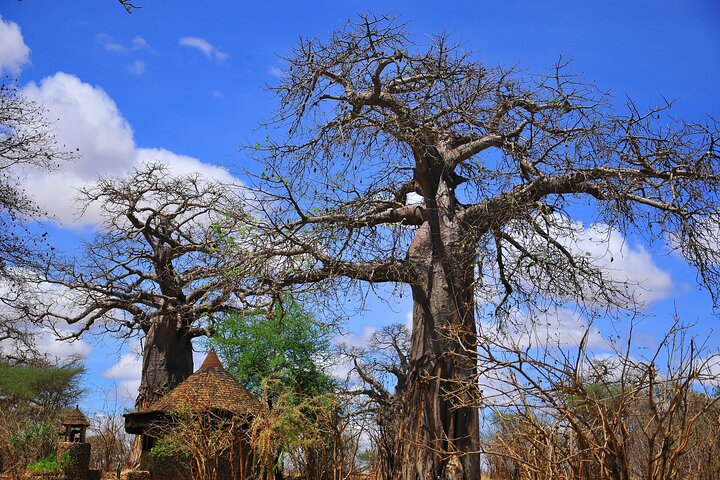 Mikumi National Park: Full-Day Private Tour - Image 1