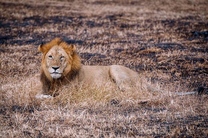 Mikumi National Park: Full-Day Private Tour - Image 4
