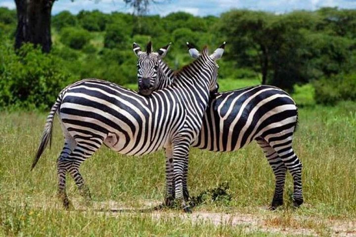 Mikumi Park Safari & Mt. Udzungwa Trekking - 4 Days. - Image 1