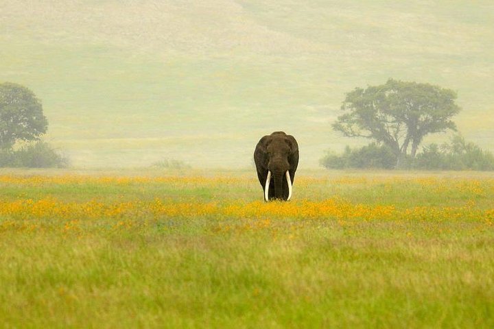 NGORONGORO - 3 Days - Image 4