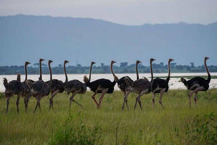 Private 10-day Mikumi Ruaha Selous Safari - Image 2