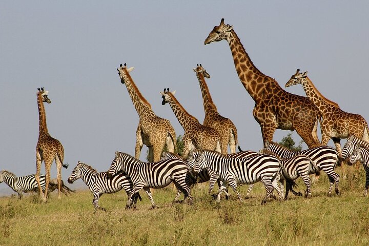Private 3 Days 2 Nights Mikumi Adventures - Image 1