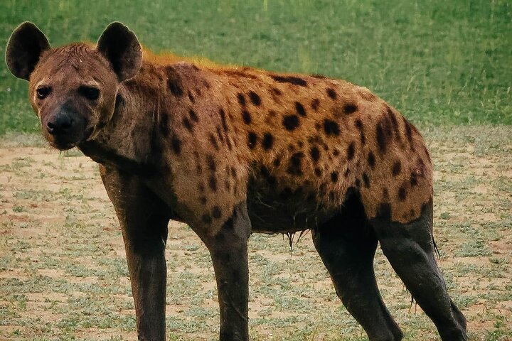 Private Day Trip Safari in Mikumi National Park  - Image 2