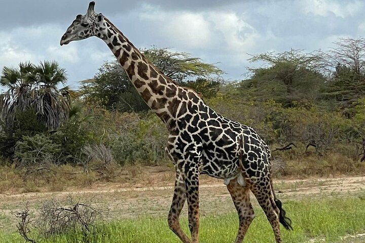 Private Day Trip Safari in Mikumi National Park  - Image 3