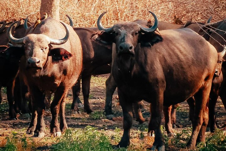 Private Day Trip Safari in Mikumi National Park  - Image 4