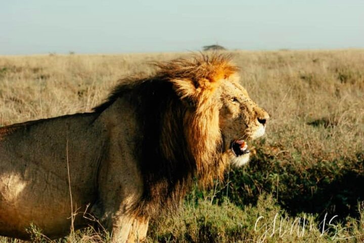 Private Day Trip Safari in Mikumi National Park  - Image 1