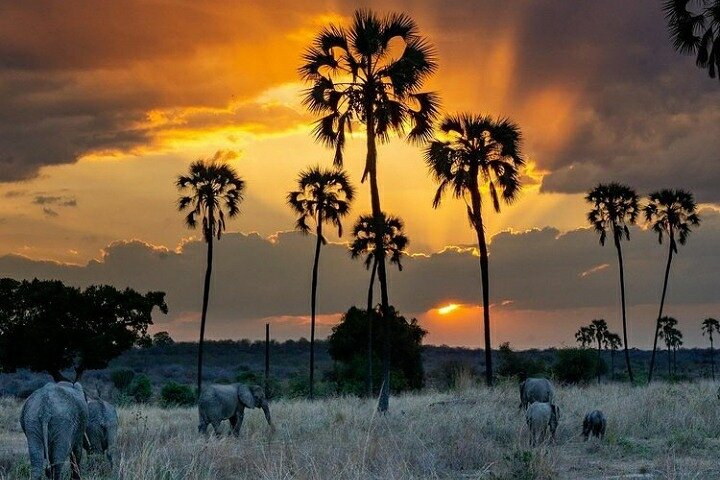 Private Full-Day Trip to Mikumi National Park from Dar es Salaam - Image 4