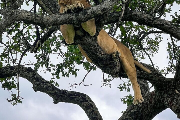 Private Guided Day Tour in Mikumi National Park - Image 3