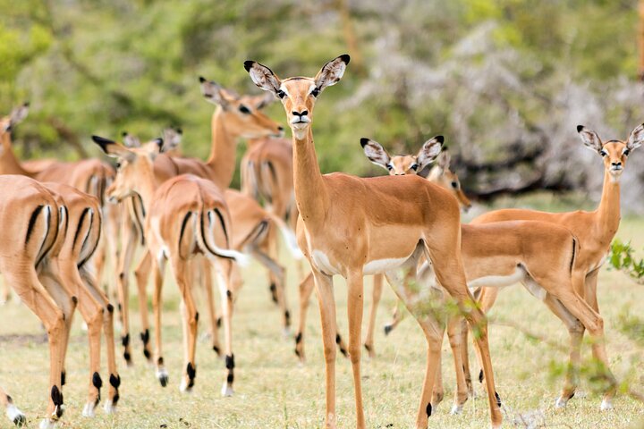 Private Guided Day Tour in Mikumi National Park - Image 1