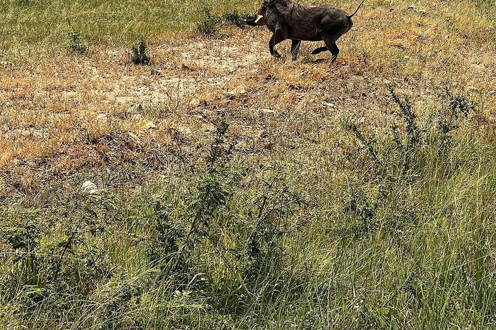 Private Guided Day Tour in Mikumi National Park - Image 4