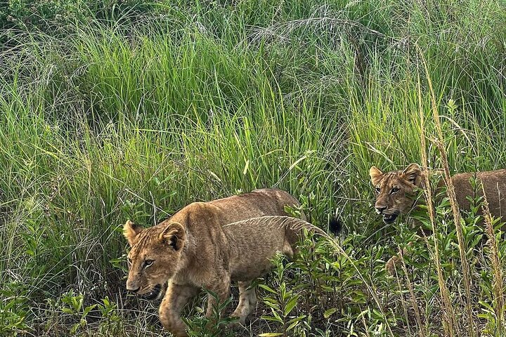 Private Guided Day Tour in Mikumi National Park - Image 5
