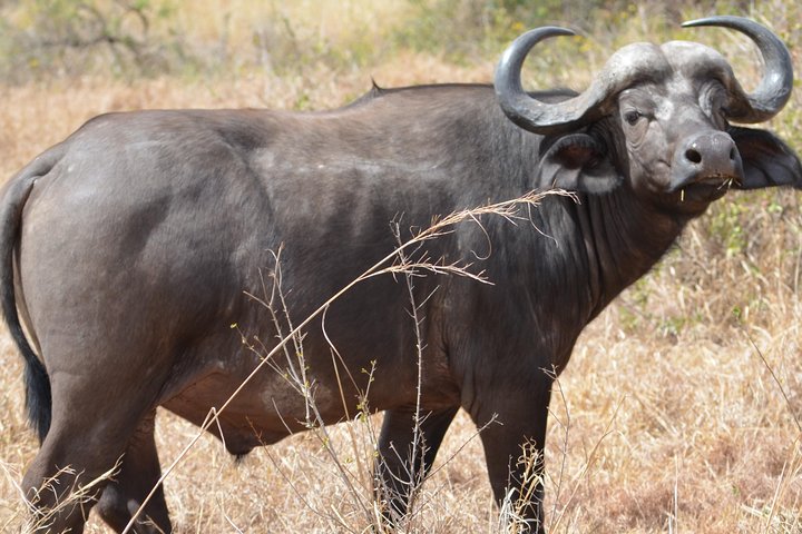 Ruaha National Park From Dar Es Salaam Flying Option 3 Days 2 Nights - Image 3