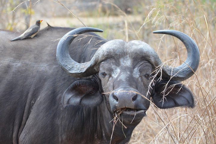 Ruaha National Park From Dar Es Salaam Flying Option 3 Days 2 Nights - Image 4