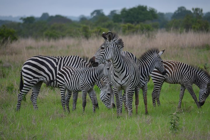 Ruaha National Park From Dar Es Salaam Flying Option 3 Days 2 Nights - Image 5