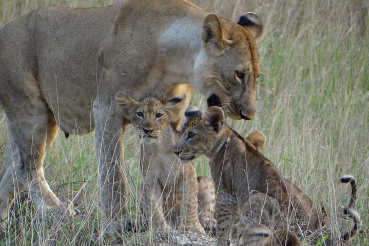 Saadani National park day trip from Dar es salaam - Image 3