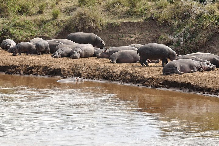 Saadani National park day trip from Dar es salaam - Image 5
