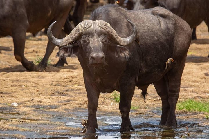 Selous/Nyerere National Park Day Trip  - Image 3