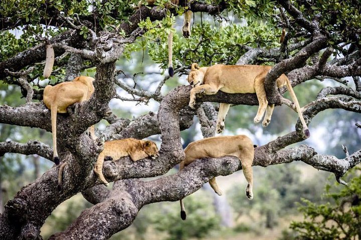 SERENGETI - 4 Days - Image 1