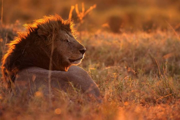 SERENGETI - 4 Days - Image 2
