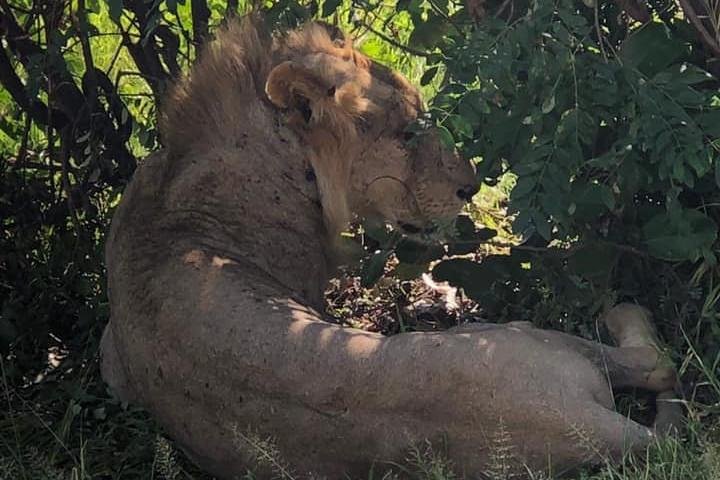 SERENGETI - 4 Days - Image 3